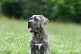 CANE CORSO 1001